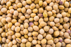 Soybeans in close-up