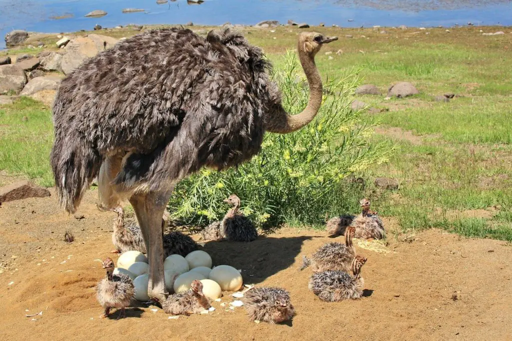 What Does Ostrich Egg Taste Like