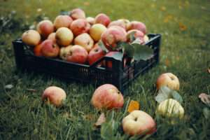Outdoor photo of freshly picked red apples in plastic crate and some fruits scattered on green grass. Harvest time, autumn, horticulture, gardening, natural organic food and nutrition concept