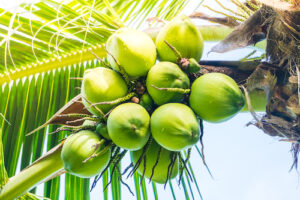 coconut-on-coconut-tree